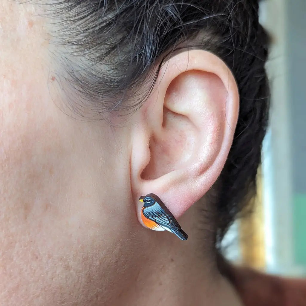 American Robin Studs