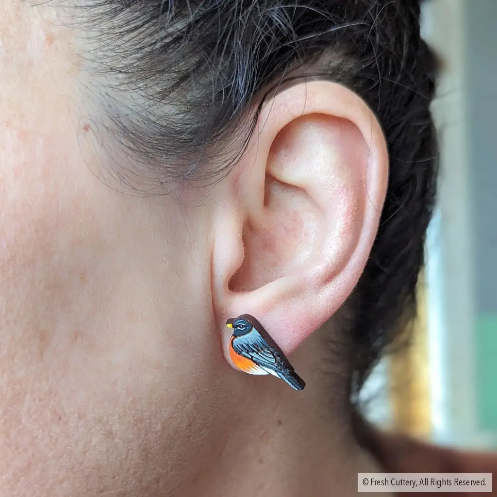 American Robin Studs