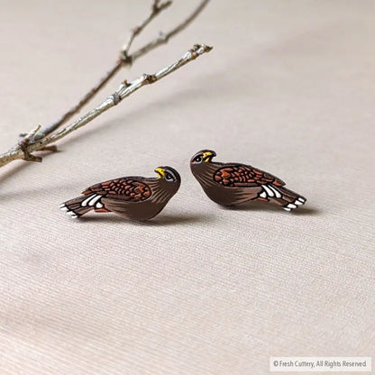 Harris Hawk Studs