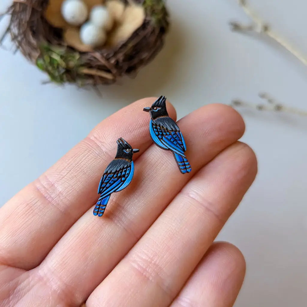 Steller’s Jay Studs