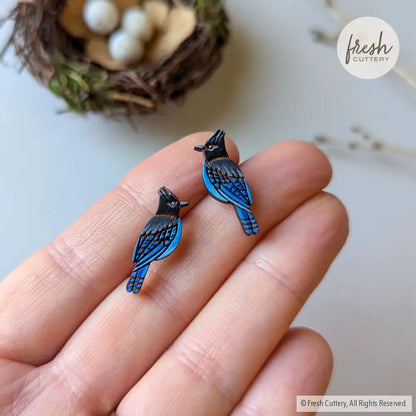 Steller’s Jay Studs