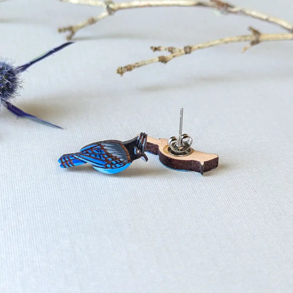 Steller’s Jay Studs