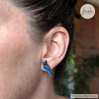 Steller’s Jay Studs