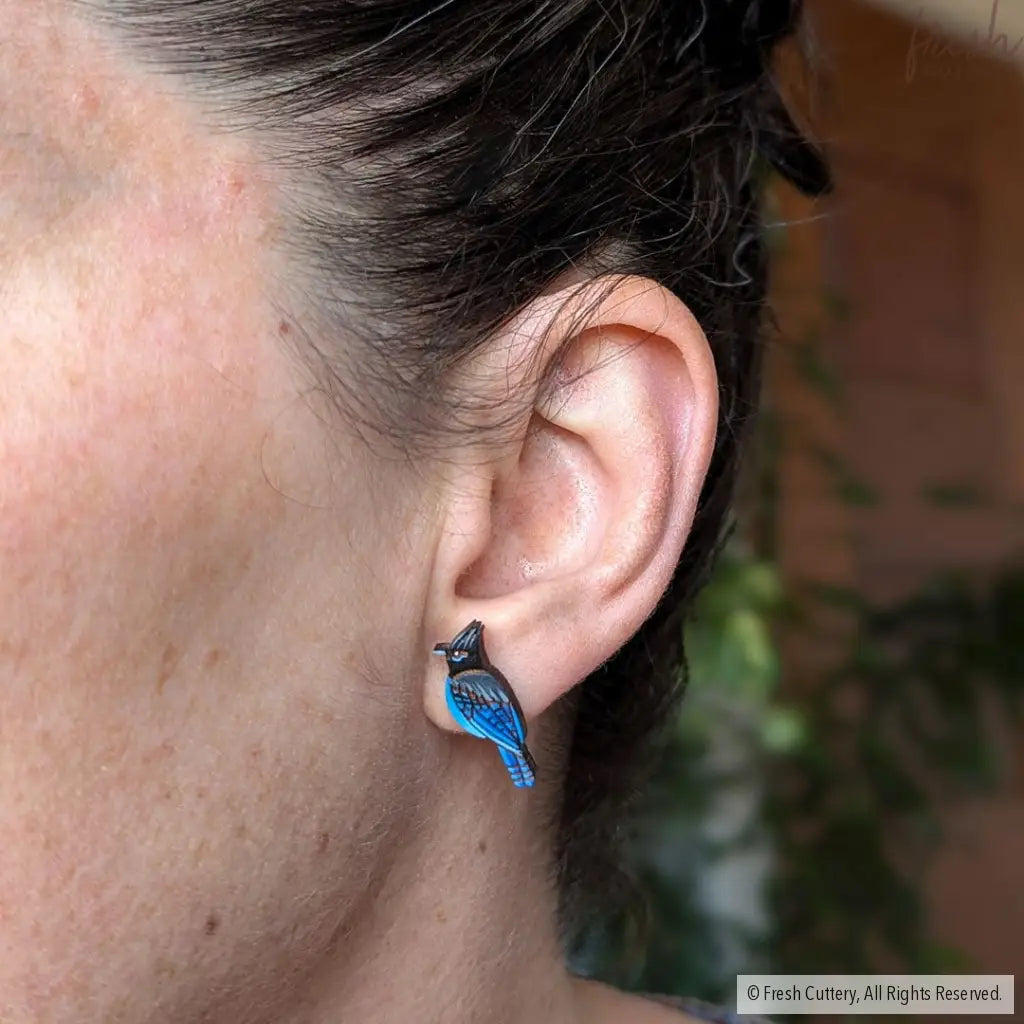 Steller’s Jay Studs